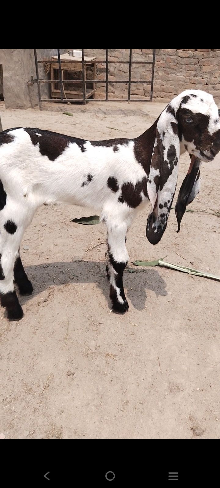 Beautiful Male age 2 months nearly