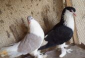 Lohari shirazi 2 female for sale
