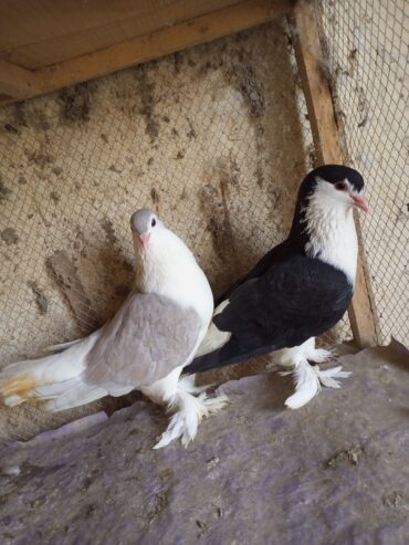 Lohari shirazi 2 female for sale