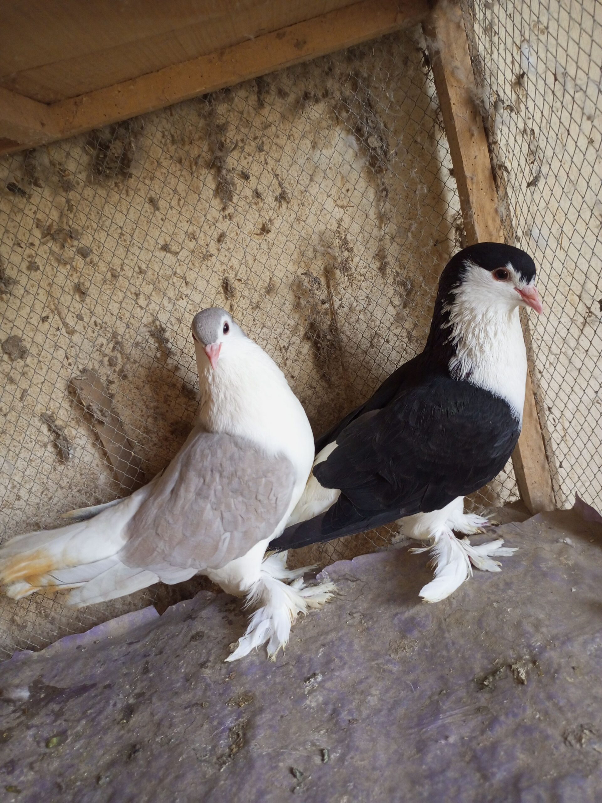 Lohari shirazi 2 female for sale