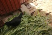 Breeder pair and chicks
