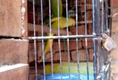Ringnack breader pair