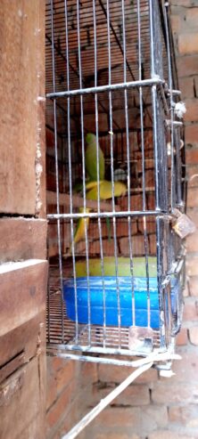 Ringnack breader pair