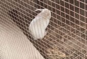 Rabbits (Red eyes)