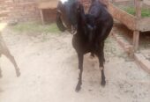 Dhood wali bakri/ goats