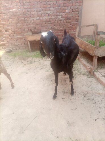Dhood wali bakri/ goats
