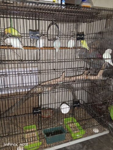 Lovebirds 1000