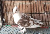 2 male for sale