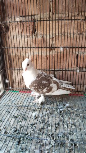 2 male for sale