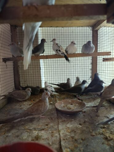 Dove