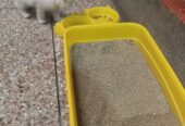 Person cat white colour