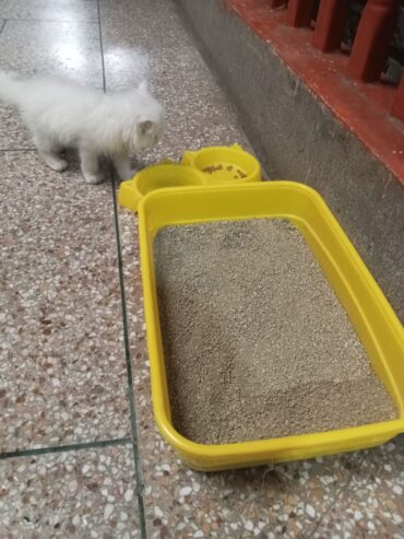 Person cat white colour