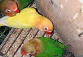 Mix love birds