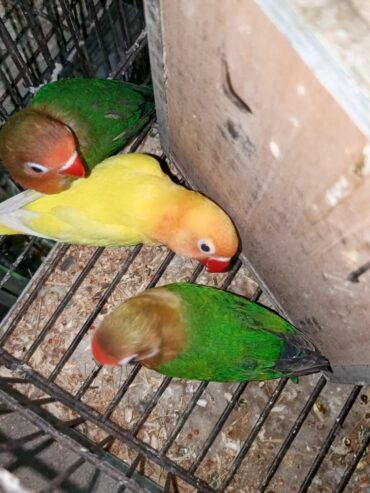 Mix love birds