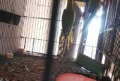 All birds for sale location Abdul Hakim