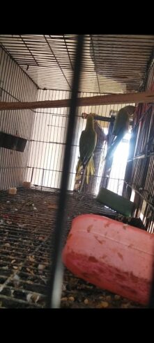 All birds for sale location Abdul Hakim