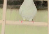 Pure white peigon