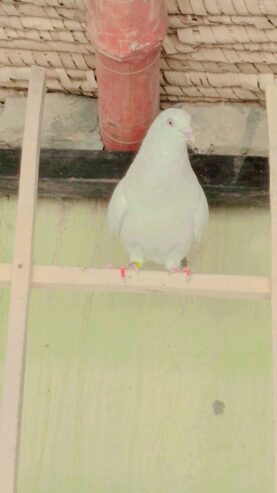 Pure white peigon