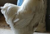 White Heavy Buff Pair Available