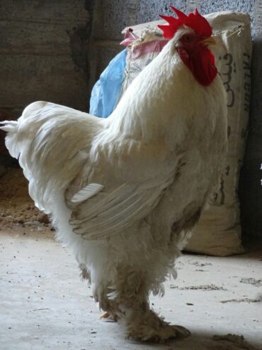 White Heavy Buff Pair Available