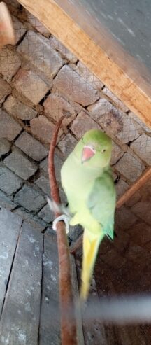 Fairt طوطے