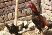 Breeder pair and chicks
