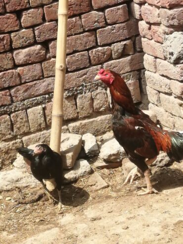 Breeder pair and chicks