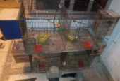 Breeder pairs