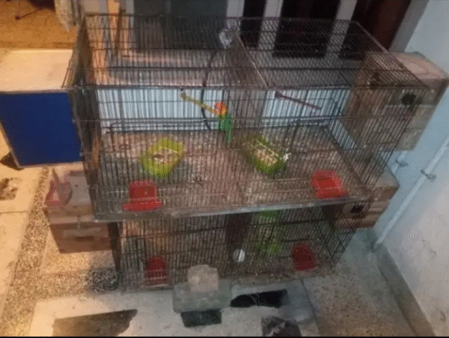 Breeder pairs