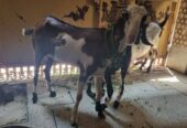 Desi bakra