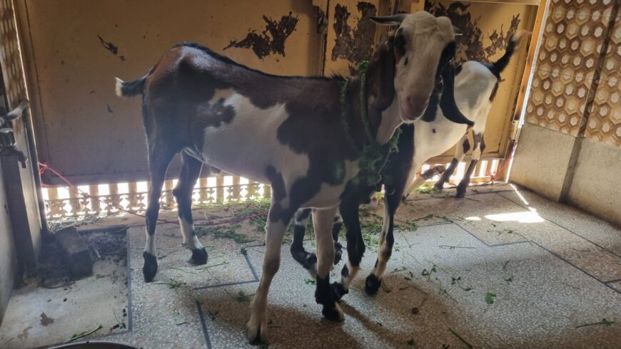 Desi bakra