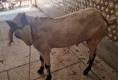 Desi bakra