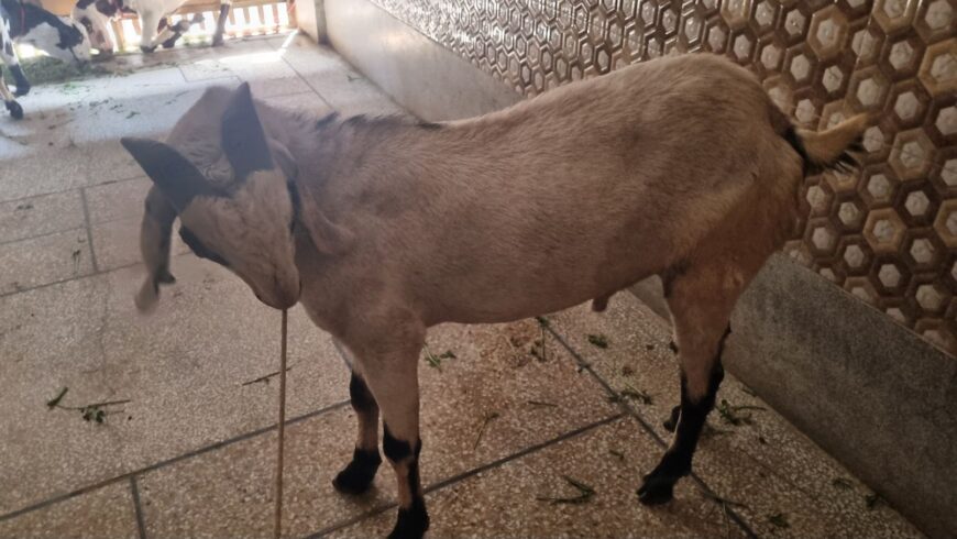 Desi bakra