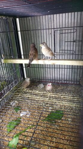 Cut throat albino split pair