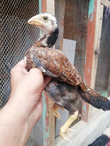 Aseel chiks
