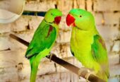 Female parrot 🦜 for sale