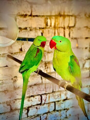 Female parrot 🦜 for sale