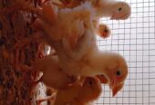 Golden Heavy buff chiks
