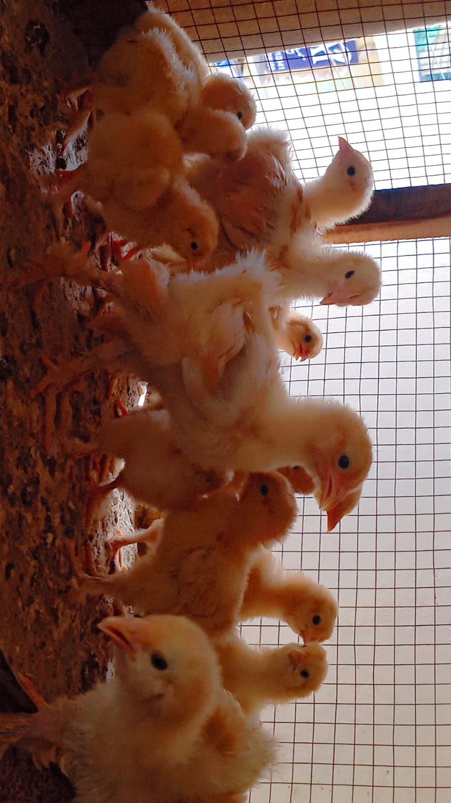 Golden Heavy buff chiks
