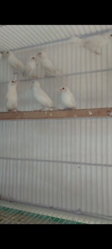 White Benglies