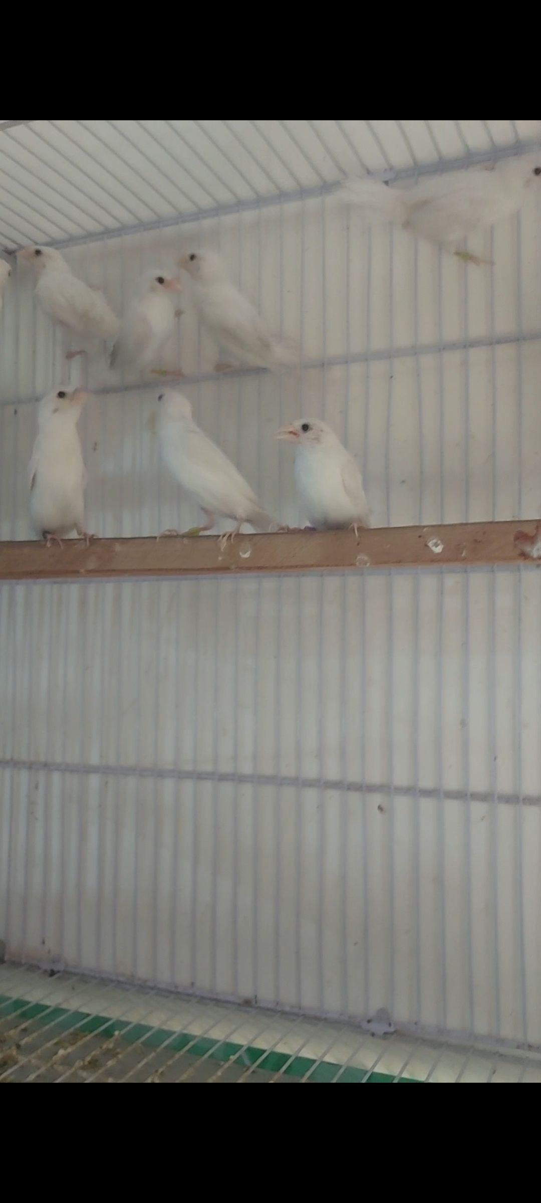 White Benglies
