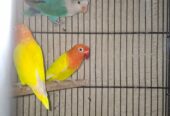Love birds