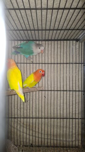 Love birds