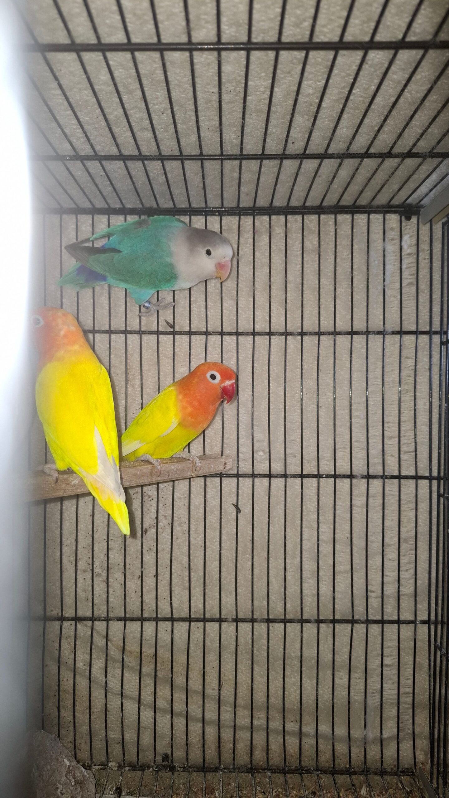 Love birds