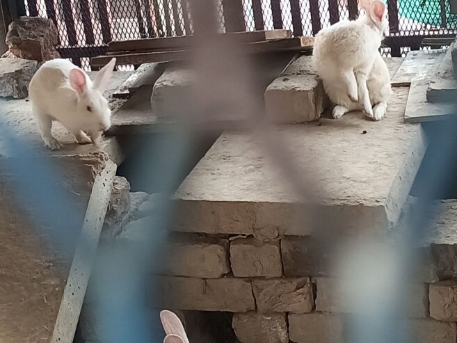 Rabbits breeder (Red eye )