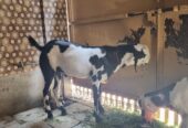 Desi bakra