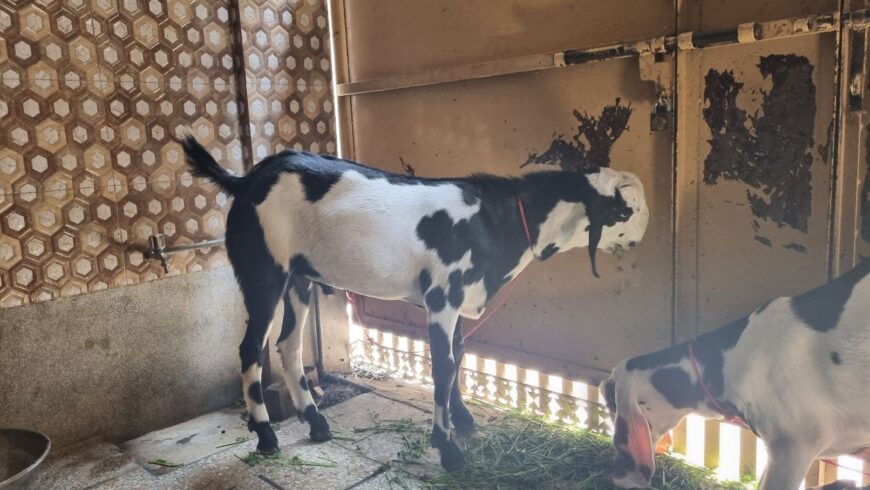 Desi bakra