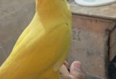 Yellow ringneck hand tame male urgent for sale