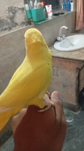 Yellow ringneck hand tame male urgent for sale