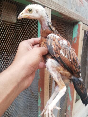 Aseel chiks